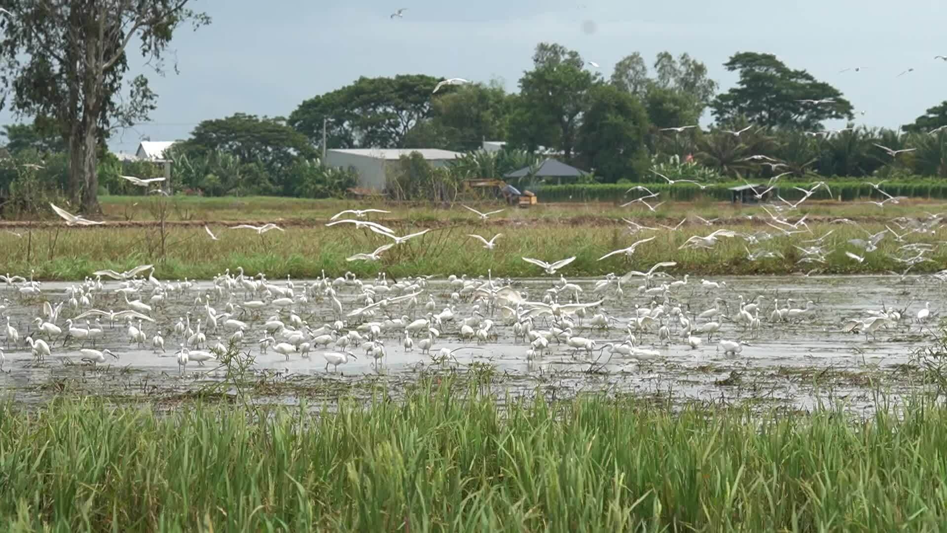 Đàn cò 'đánh chén' trên cánh đồng mùa nước rút